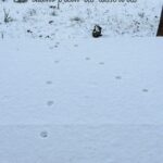 Lebkuchen : sous la glace, la douceur du miel et la chaleur des épices