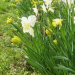 Miel et poivre long (encore des sablés)